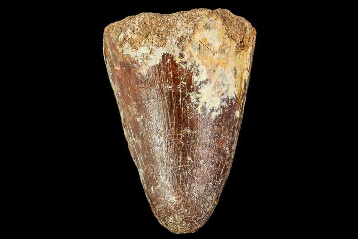 Fossil Crocodile (Elosuchus) Tooth - Morocco #109925